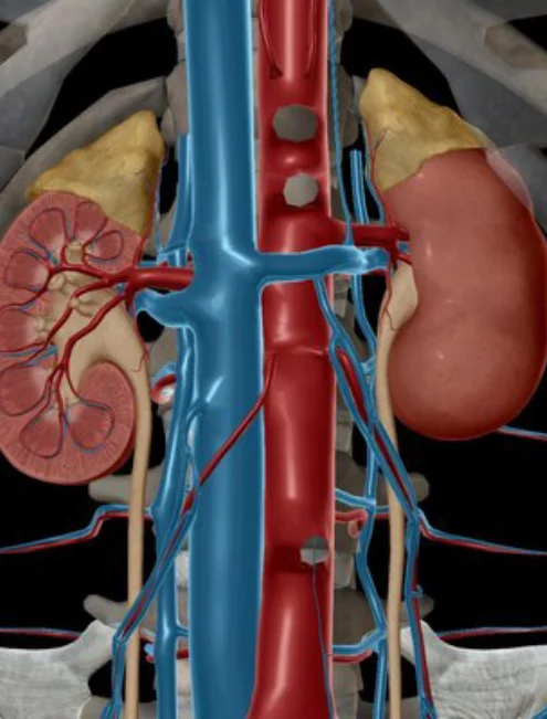 servicio-de-urologia-en-cdmx.webp