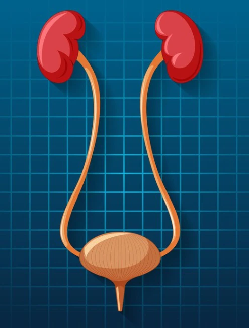 urologo-para-control-de-prostata-en-cdmx.webp